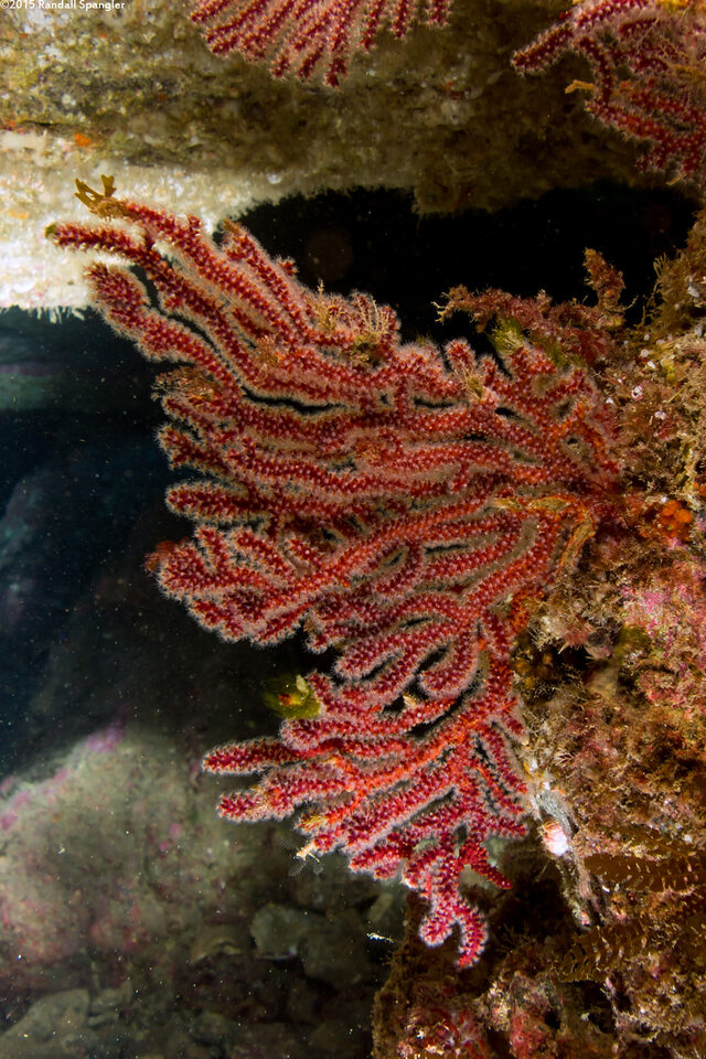 Muricea fruticosa (Brown Gorgonian)
