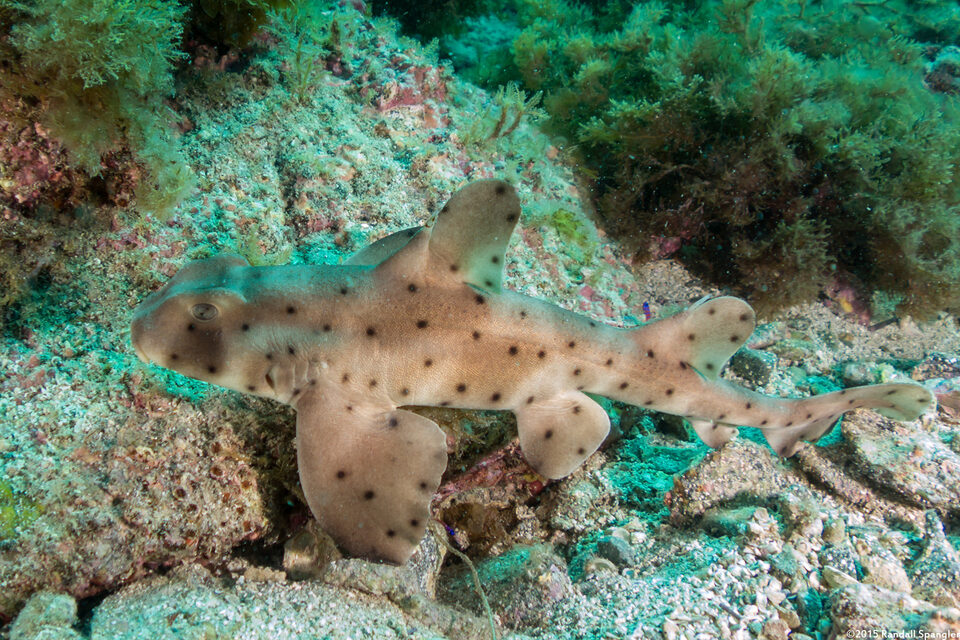 Heterodontus francisci (Horn Shark)