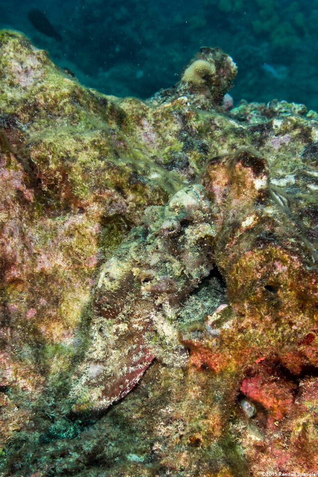 Scorpaenopsis diabolus (Devil Scorpionfish)