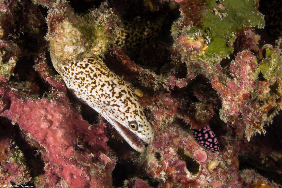 Gymnothorax eurostus (Stout Moray)