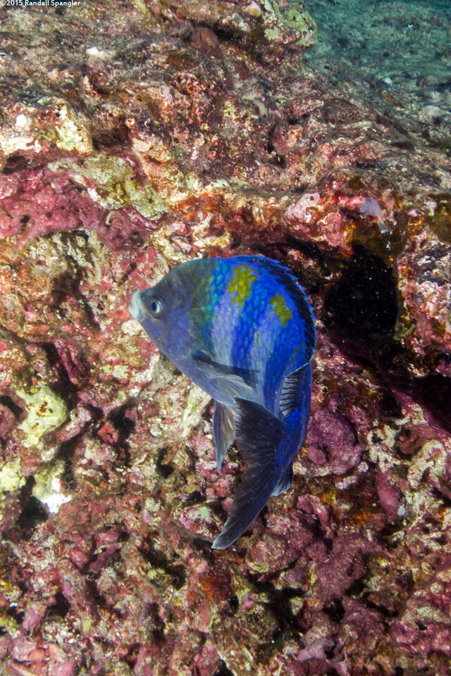 Abudefduf vaigiensis (Indo-Pacific Sergeant)