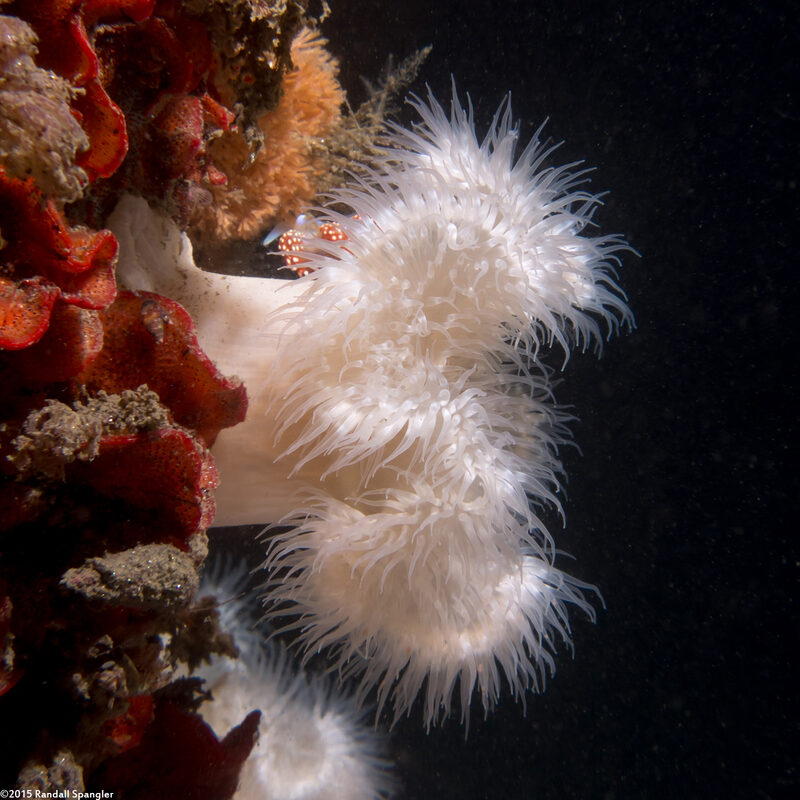 Metridium senile (Plumose Anemone)