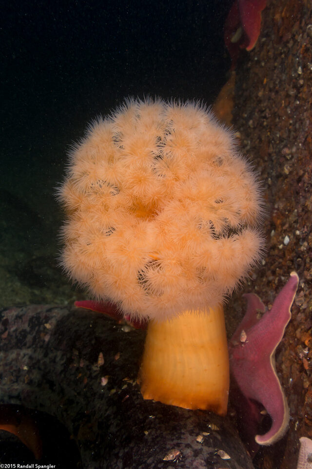 Metridium farcimen (White-Plumed Anemone); Unusual orange one