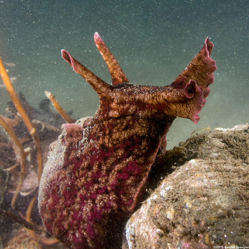 Aplysia californica (Brown Sea Hare)