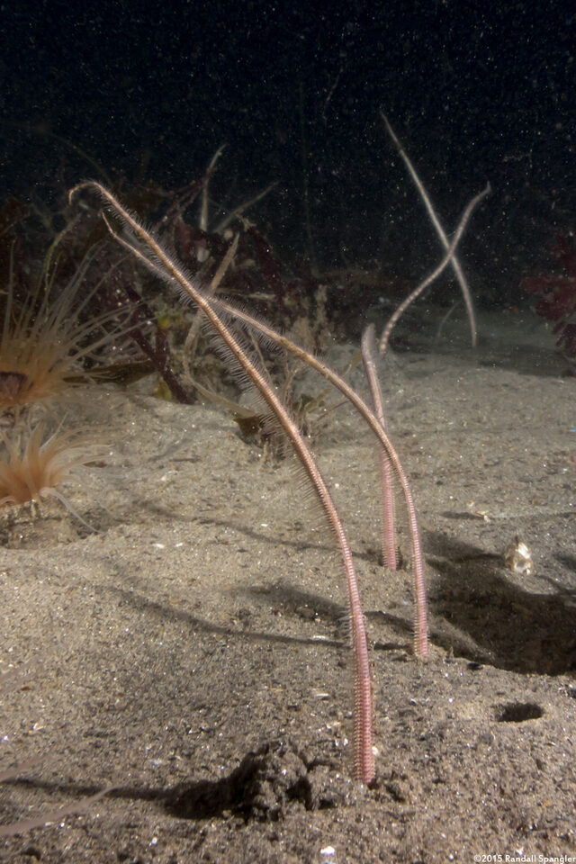 Amphiura arcystata (Sand Brittle Star)