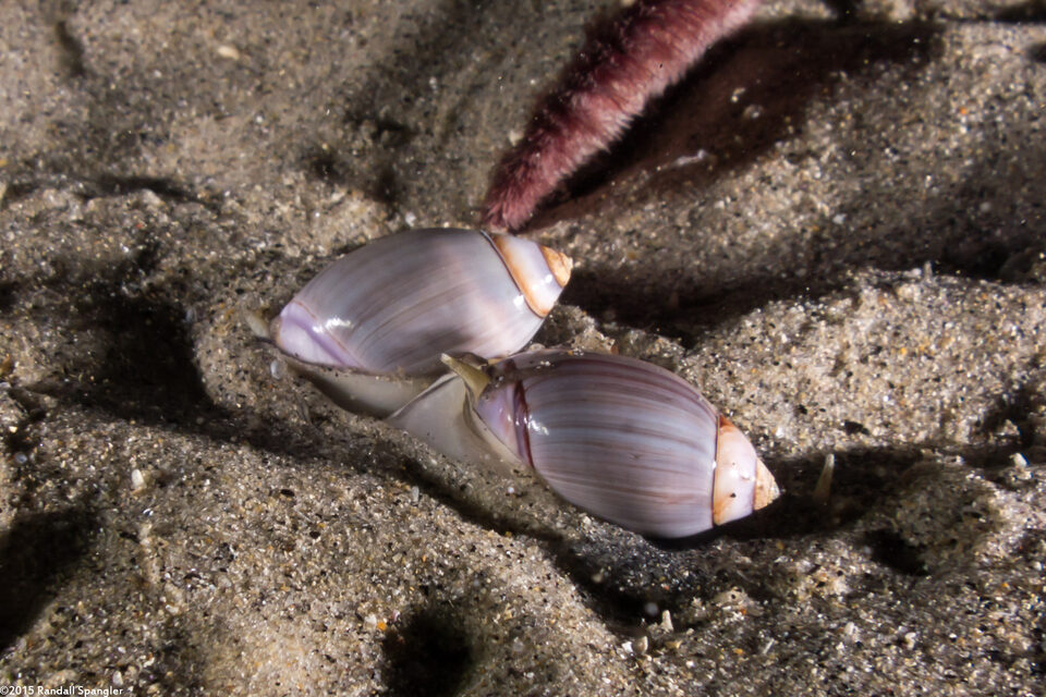 Callianax biplicata (Olive Snail)