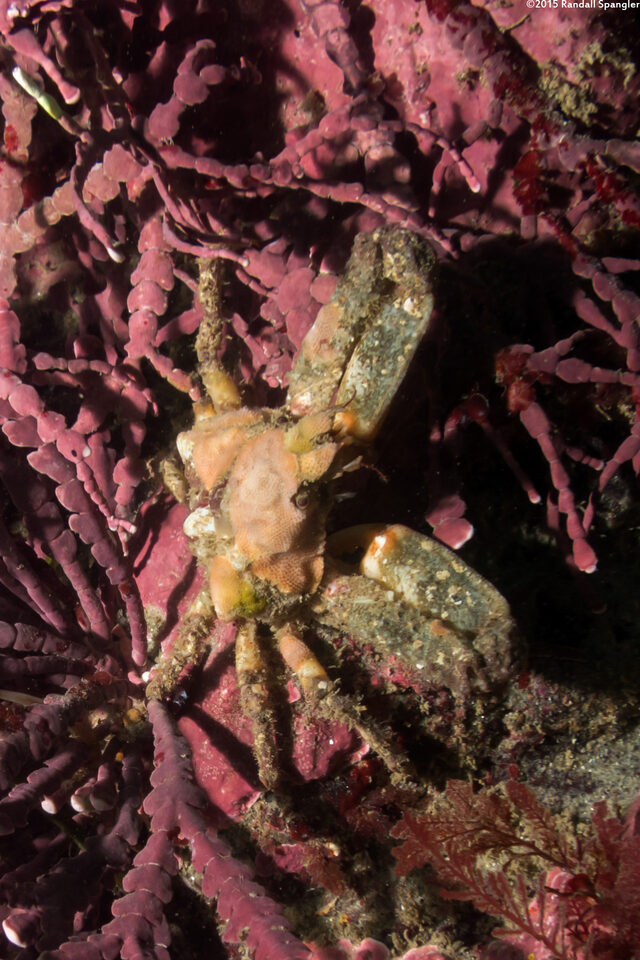Scyra acutifrons (Sharpnose Crab)