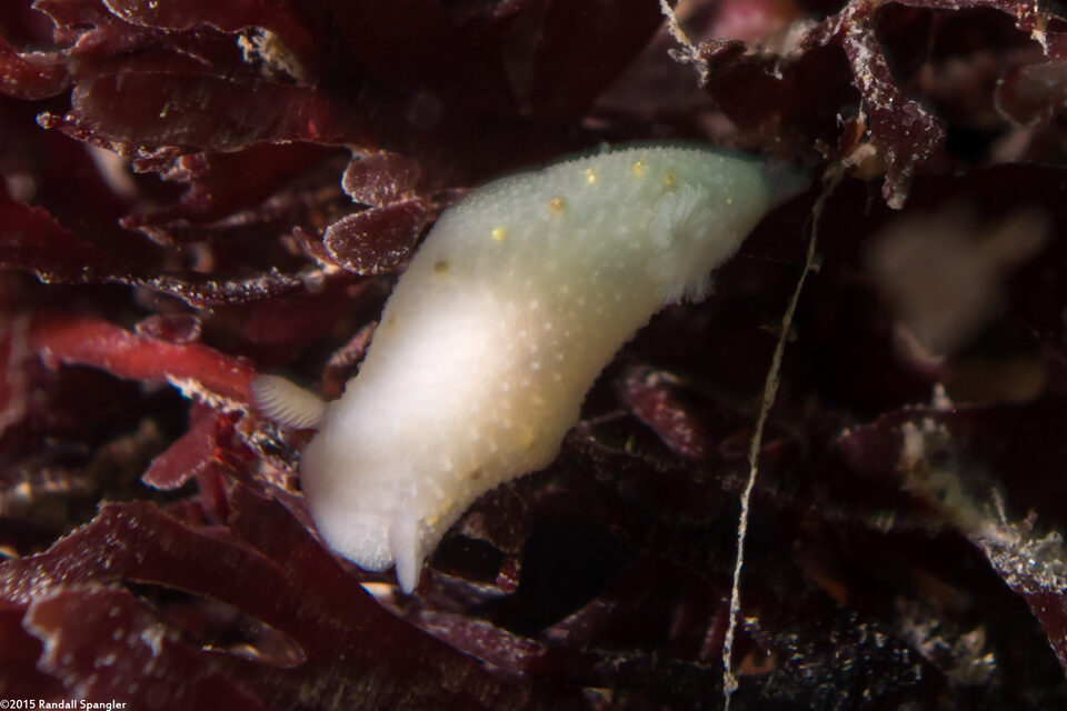 Cadlina sparsa (Spotted Cadlina)