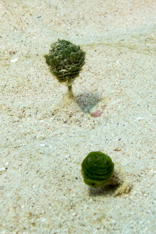 Rhipocephalus phoenix (Pinecone Alga)