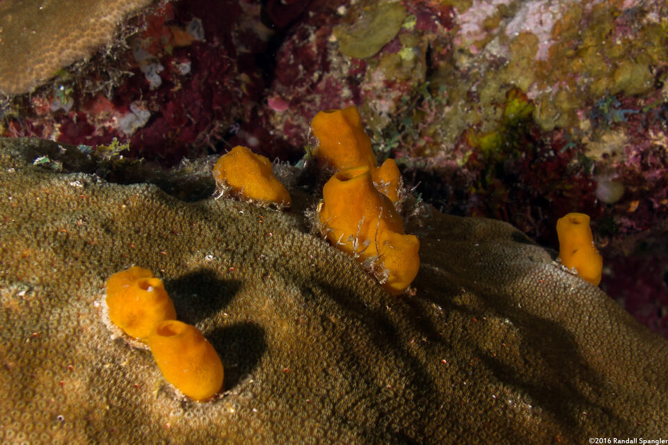 Siphonodictyon coralliphagum (Variable Boring Sponge)