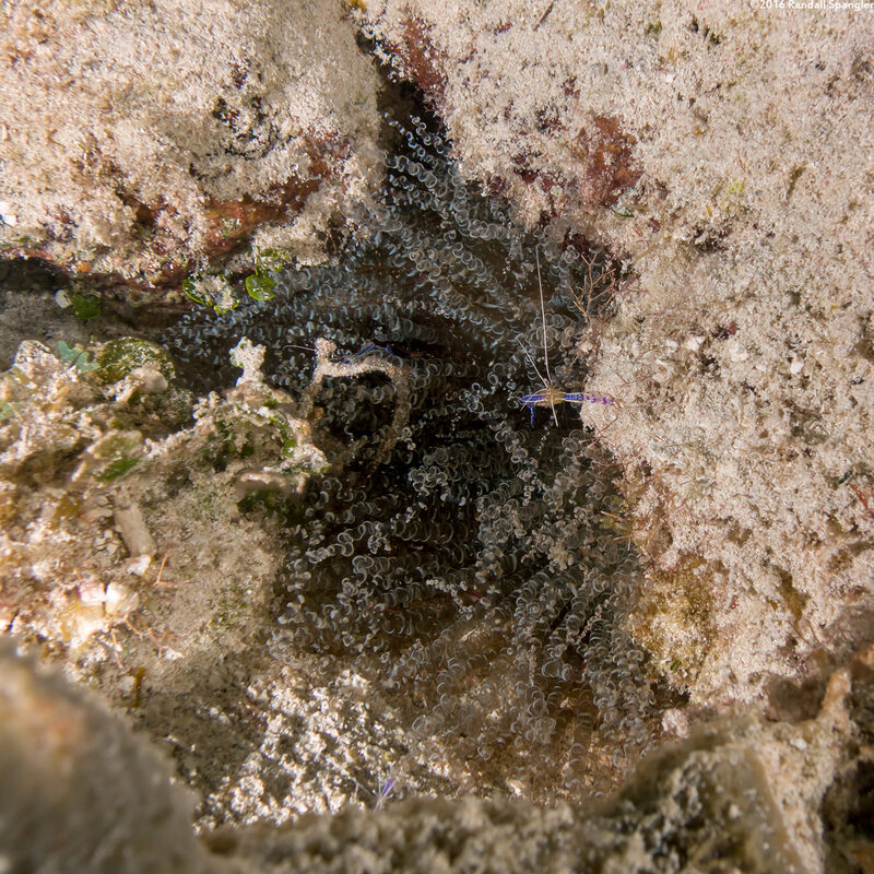 Bartholomea annulata (Corkscrew Anemone)