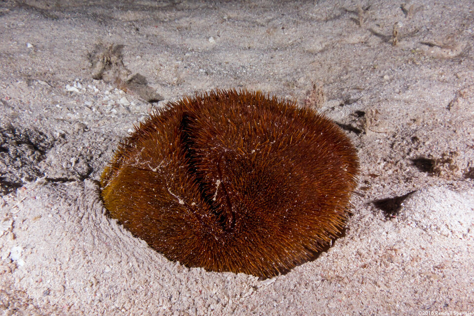 Meoma ventricosa (Red Heart Urchin)