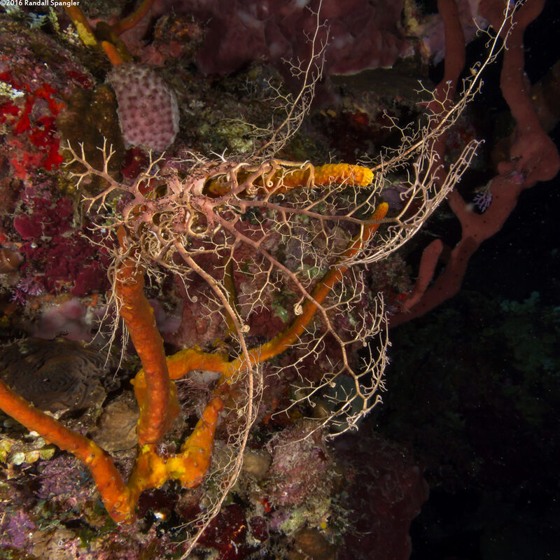 Astrophyton muricatum (Giant Basket Star)