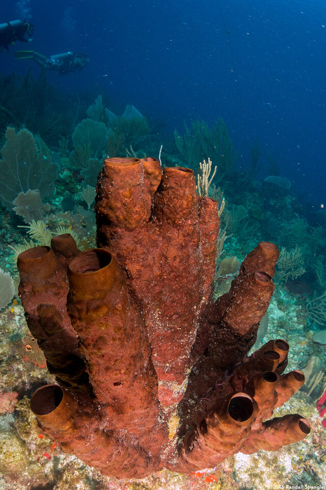 Neopetrosia rosariensis (Neopetrosia rosariensis)