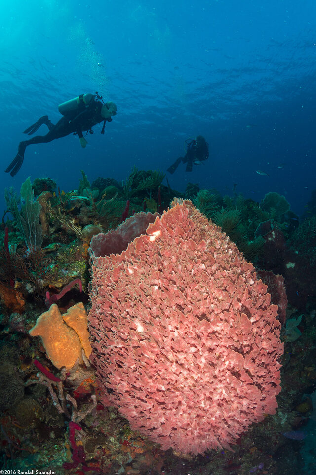 Xestospongia muta (Giant Barrel Sponge)