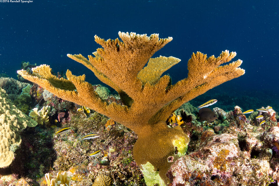 Acropora palmata (Elkhorn Coral)