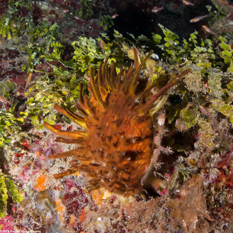 Spondylus americanus (Atlantic Thorny Oyster)