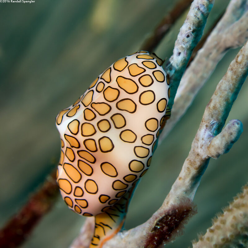 Cyphoma gibbosum (Flamingo Tongue)
