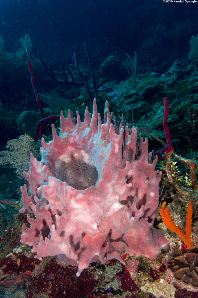 Xestospongia muta (Giant Barrel Sponge)