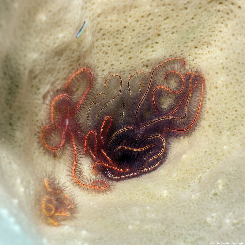 Ophiothrix suensoni (Sponge Brittle Star)