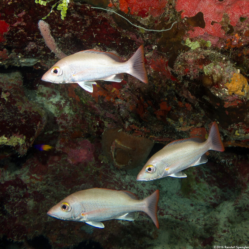 Lutjanus mahogoni (Mahogany Snapper)