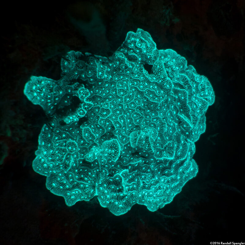 Agaricia agaricites (Lettuce Coral)