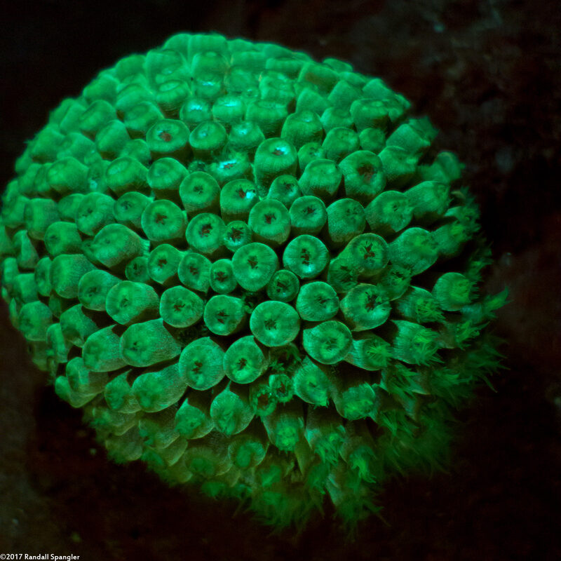 Montastraea cavernosa (Great Star Coral)