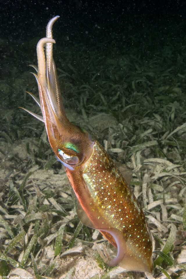 Sepioteuthis sepioidea (Caribbean Reef Squid)