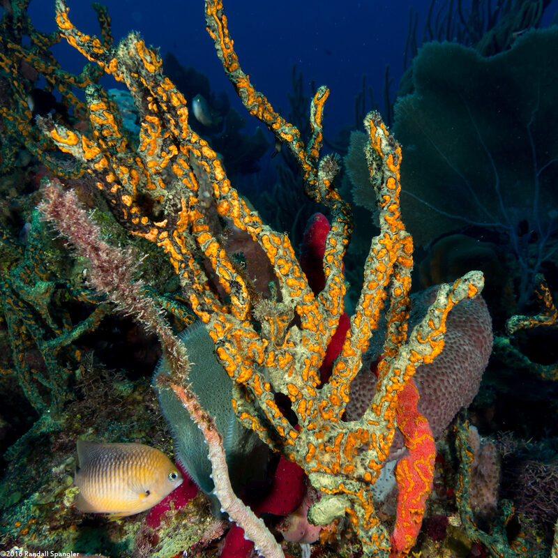 Iotrochota birotulata (Green Finger Sponge)