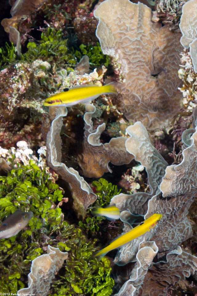 Thalassoma bifasciatum (Bluehead)