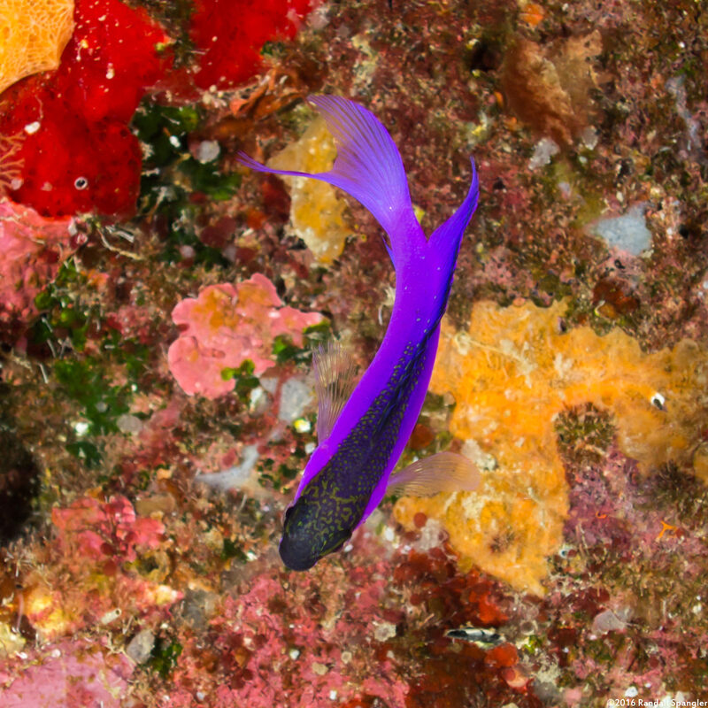 Gramma melacara (Blackcap Basslet)