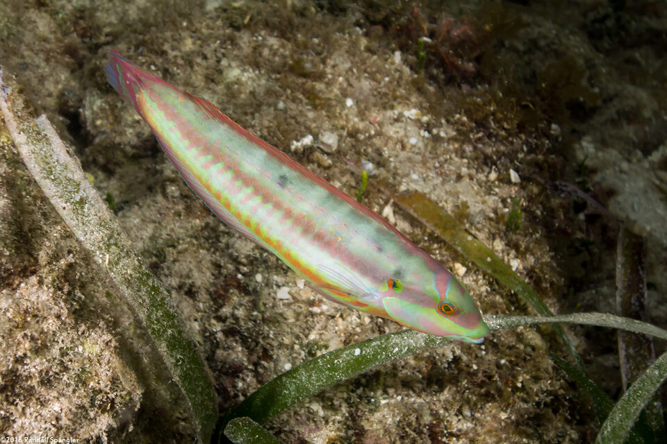 Halichoeres bivittatus (Slippery Dick)