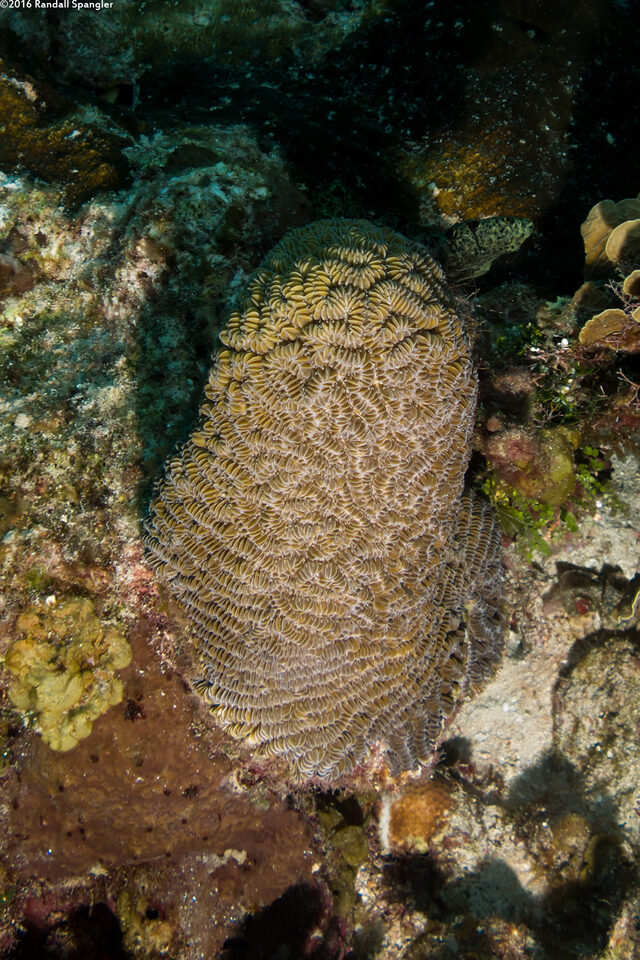 Meandrina meandrites (Maze Coral)