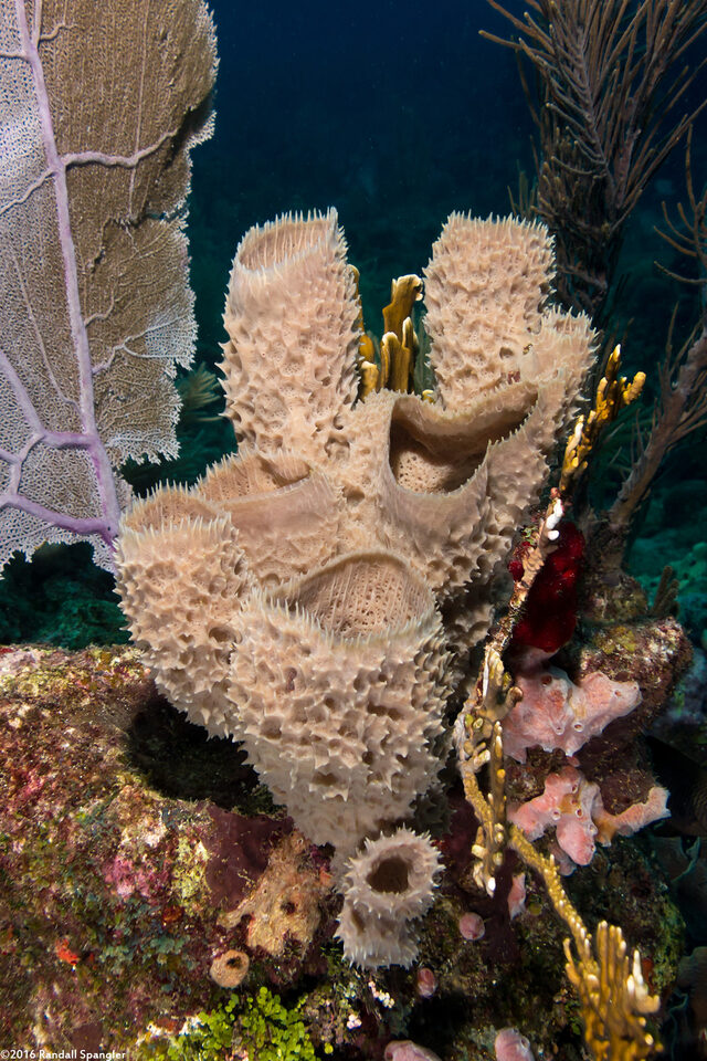 Callyspongia aculeata (Branching Vase Sponge)