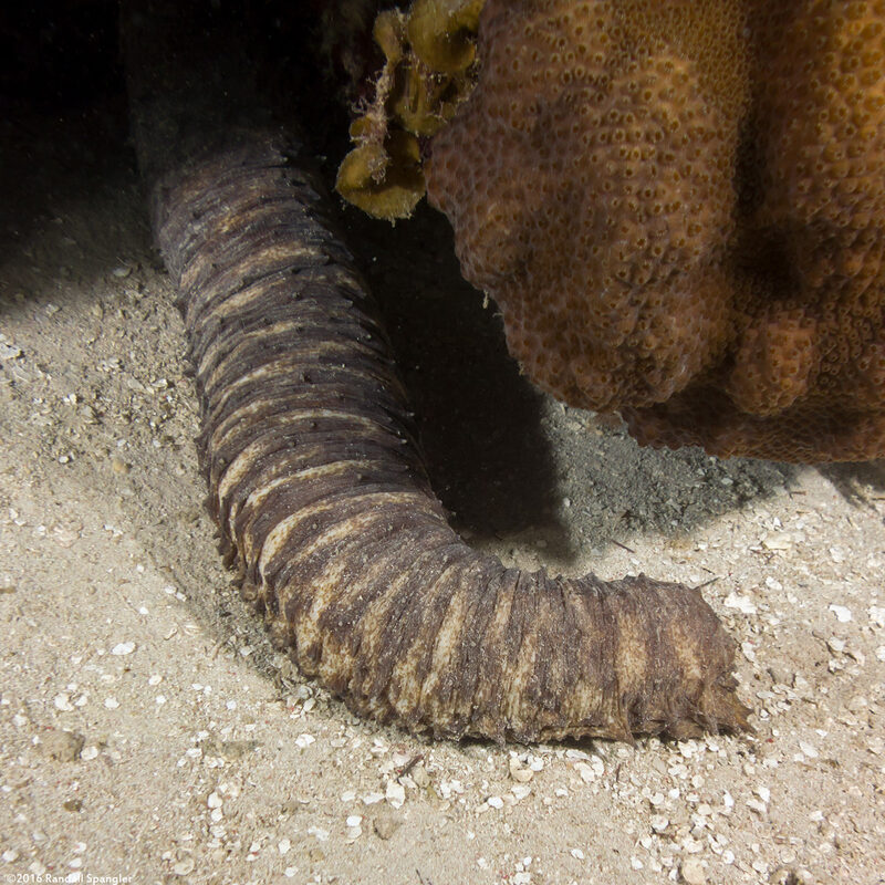 Holothuria thomasi (Tiger Tail Sea Cucumber)