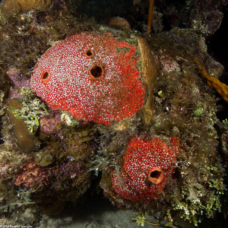 Cliothosa delitrix (Red Boring Sponge)