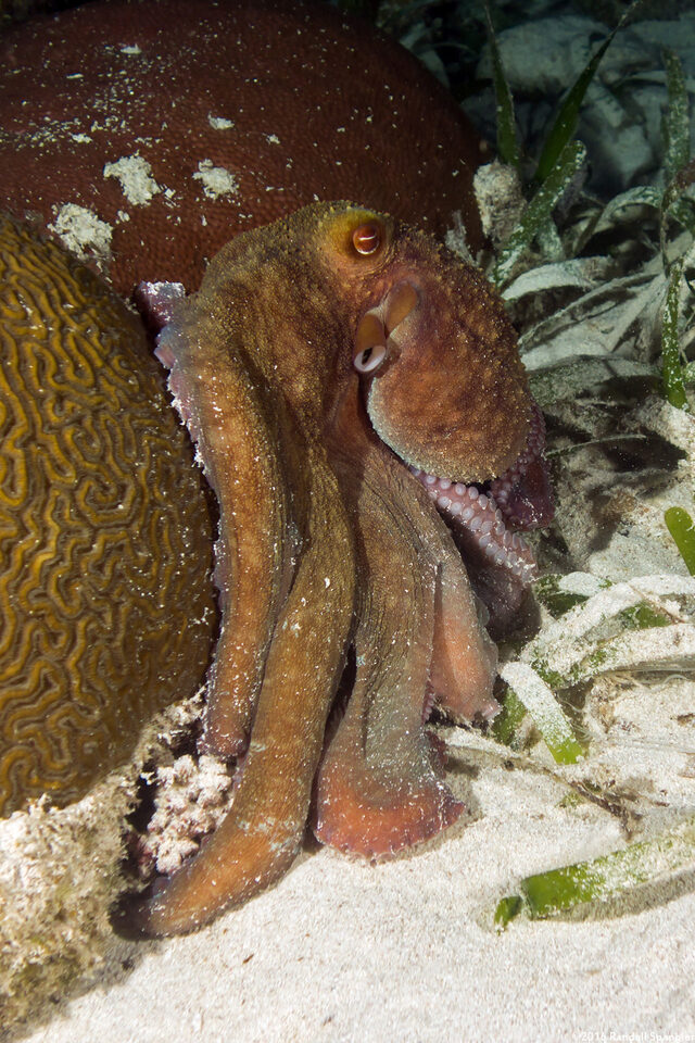 Octopus briareus (Caribbean Reef Octopus)
