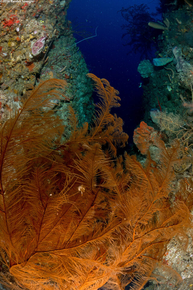 Plumapathes pennacea (Feather Black Coral)