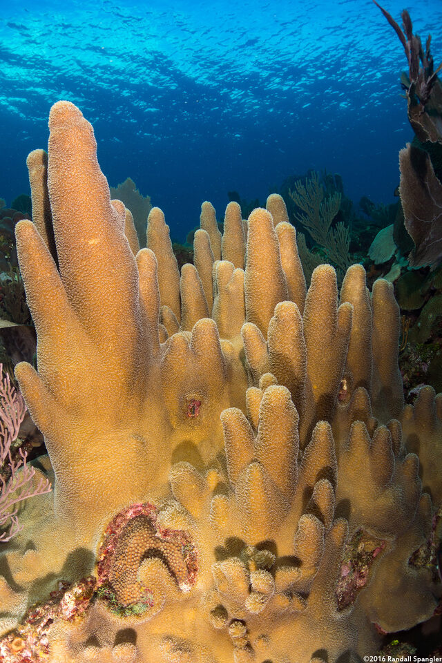 Dendrogyra cylindrus (Pillar Coral)