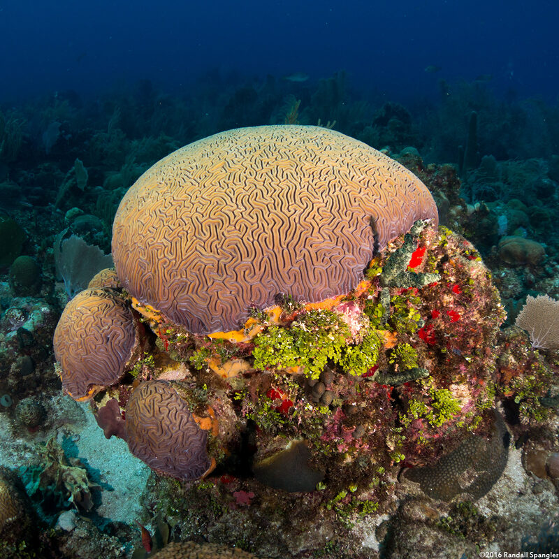 Diploria labyrinthiformis (Grooved Brain Coral)