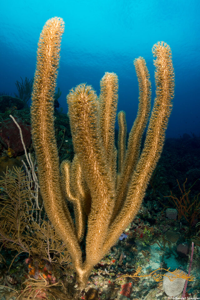 Plexaurella nutans (Giant Slit-Pore Sea Rod)