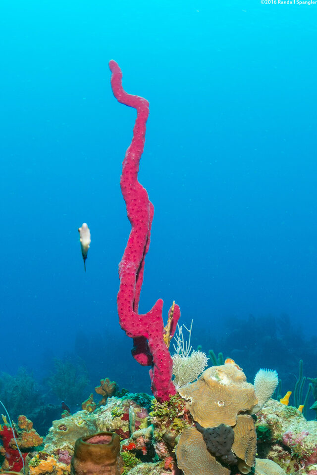 Amphimedon compressa (Erect Rope Sponge)