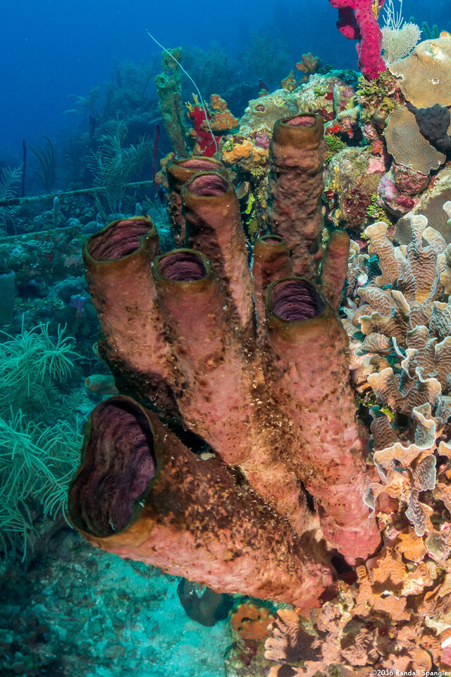 Neopetrosia rosariensis (Neopetrosia rosariensis)