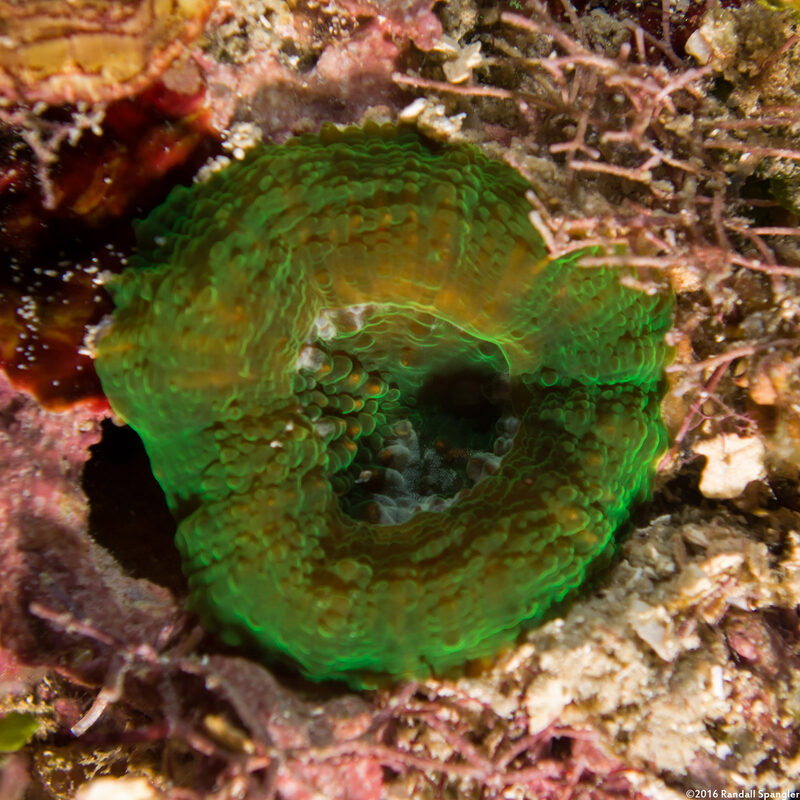 Scolymia wellsii (Solitary Disc Coral)