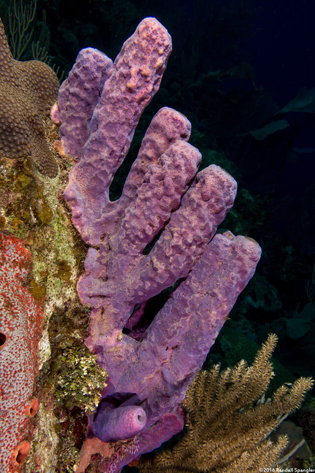 Aplysina archeri (Stovepipe Sponge)