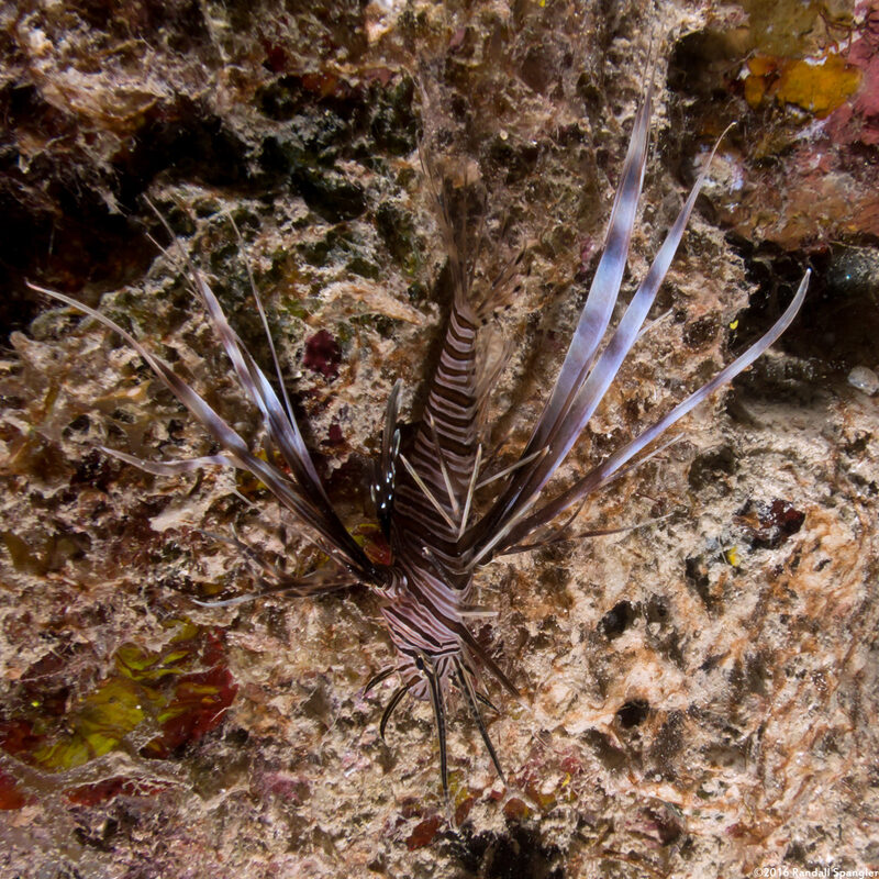 Pterois volitans (Red Lionfish)