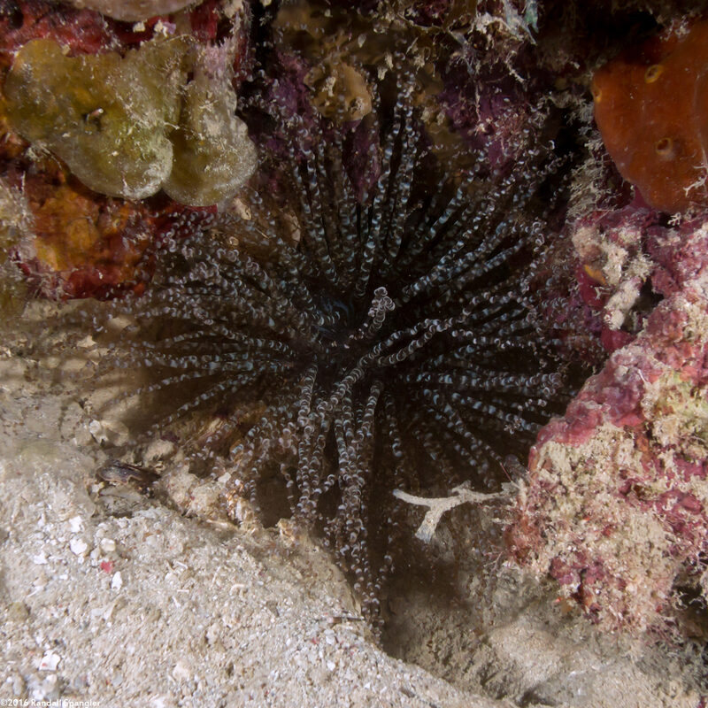 Bartholomea annulata (Corkscrew Anemone)