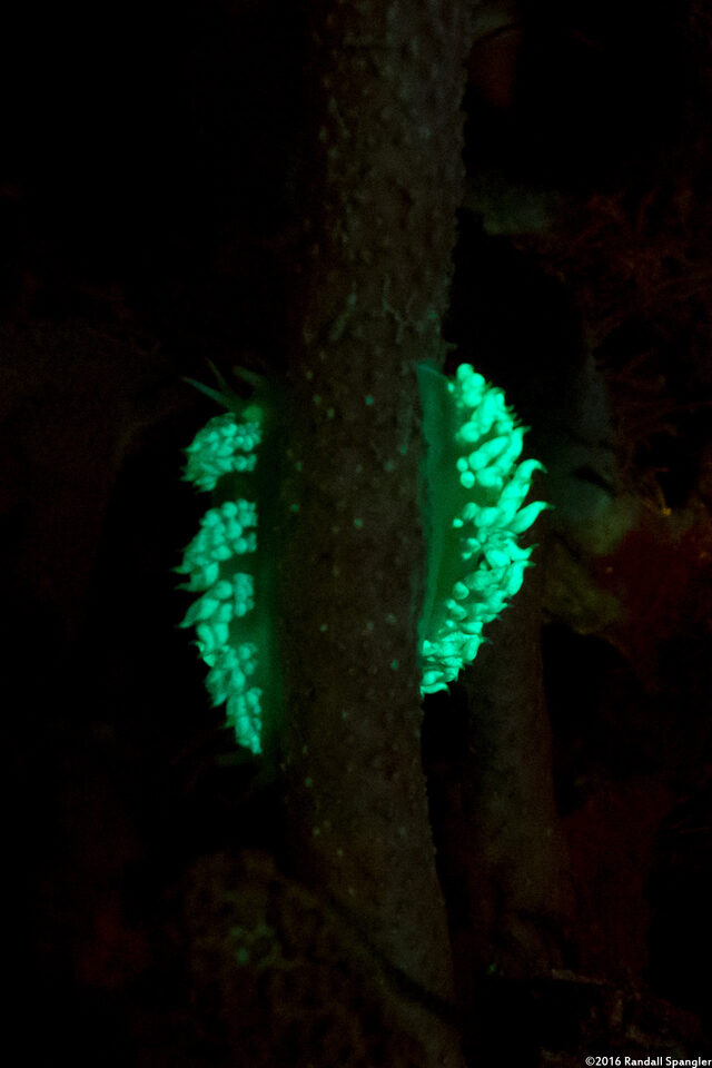 Pauleo jubatus (White-Speckled Pauleo)