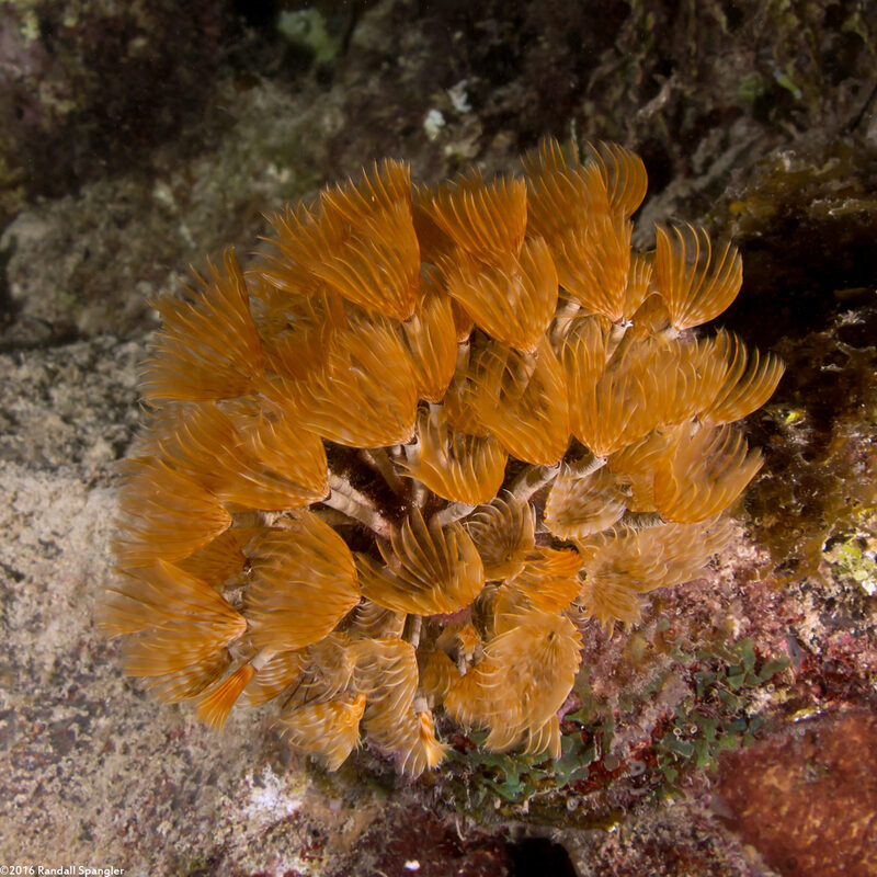 Bispira brunnea (Social Feather Duster)