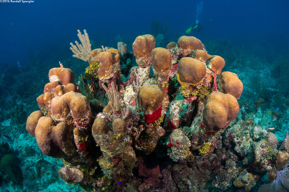 Orbicella annularis (Lobed Star Coral)